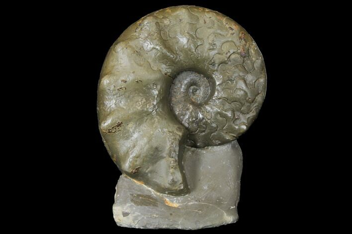 Fossil Triassic Ammonite (Ceratites) - Germany #130201